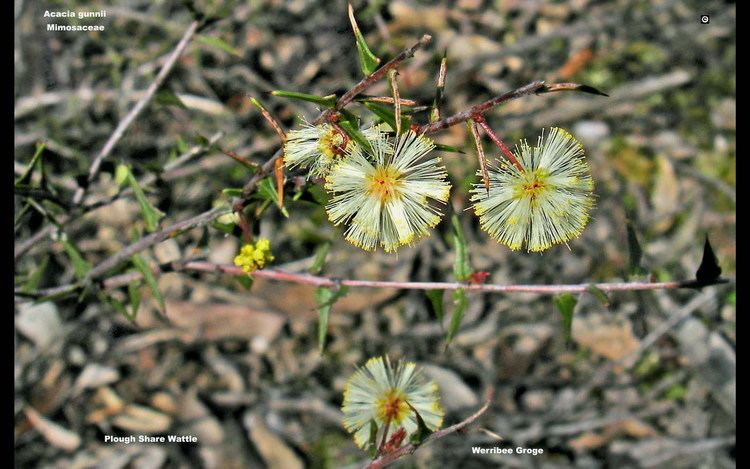 Acacia gunnii Ploughshare Wattle WT Landcare Flora Index