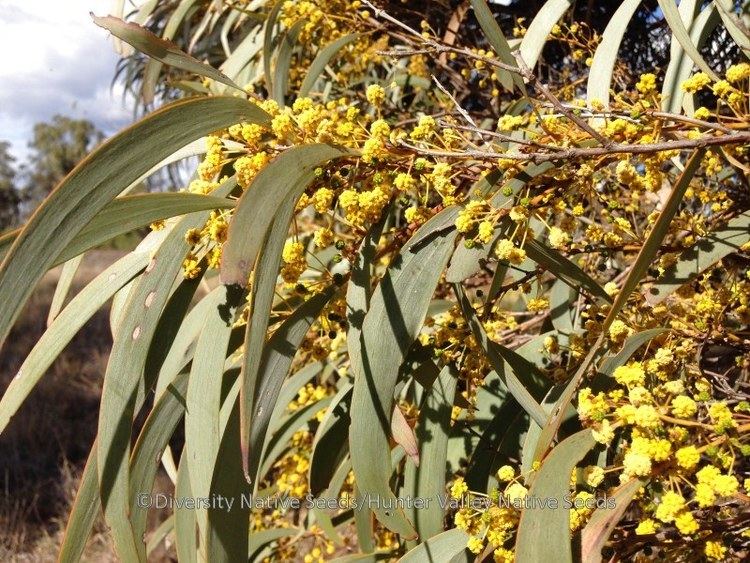 Acacia harpophylla Acacia harpophylla brigalow Diversity Native Seeds