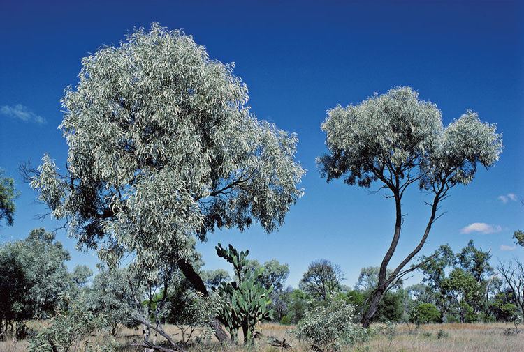 Acacia harpophylla Acacia harpophylla mdash in need of protection Conservation