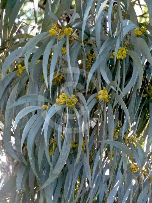 Acacia harpophylla Acacia harpophylla Brigalow information amp photos