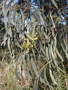 Acacia harpophylla httpsuploadwikimediaorgwikipediacommonsthu