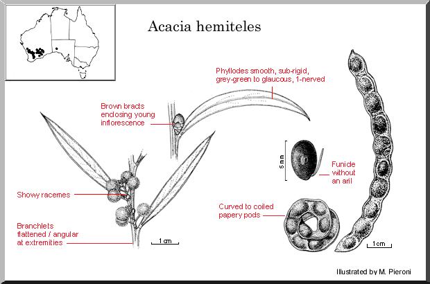 Acacia hemiteles worldwidewattlecomspeciesgalleryimageshemitele