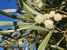 Acacia heterophylla httpsuploadwikimediaorgwikipediacommonsthu
