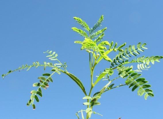 Acacia heterophylla Arbres et arbustes de La Runion Acacia heterophylla Willd