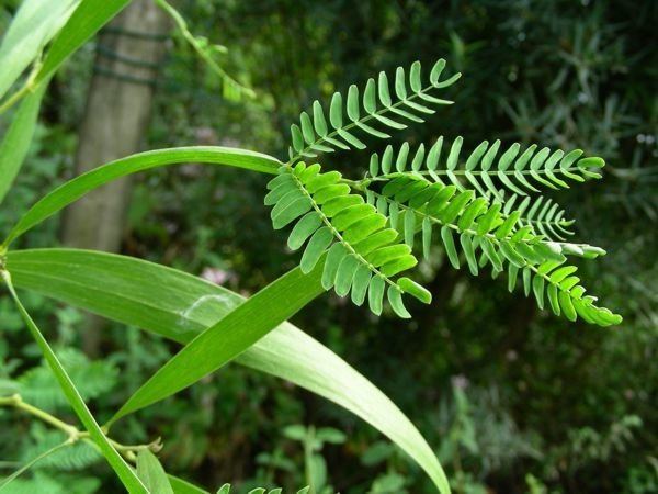 Acacia heterophylla acaciahetefe133096jpg