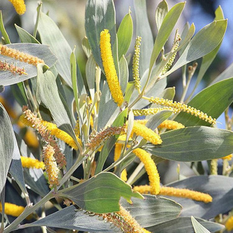 Acacia holosericea httpsaustralianseedcompersistentcatalogueim