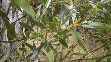 Acacia holosericea Acacia holosericea Wikipedia