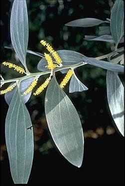 Acacia holosericea Australian National Botanic Gardens Growing Acacia