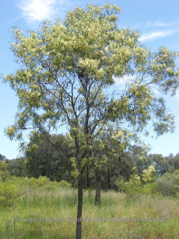 Acacia implexa Acacia implexa lightwood Diversity Native Seeds