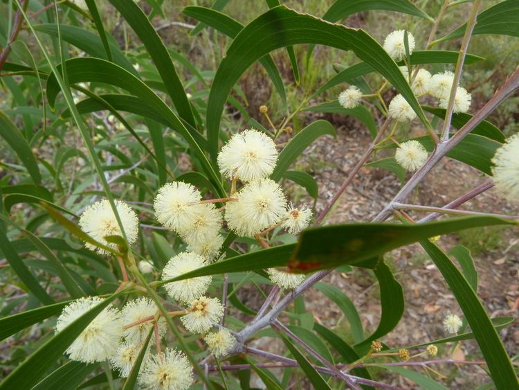 Acacia implexa FileAcacia implexa flowers 1jpg Wikimedia Commons