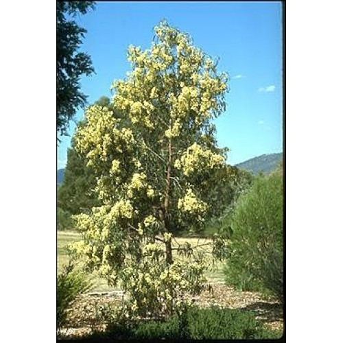 Acacia implexa Buy Acacia implexa Hickory Wattle Online Plants
