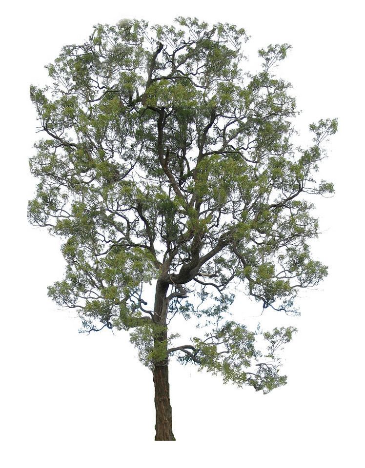 Acacia implexa All Plants victorianflora