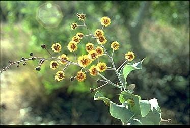 Acacia inaequilatera Acacia inaequilatera 3016102413190392jpg