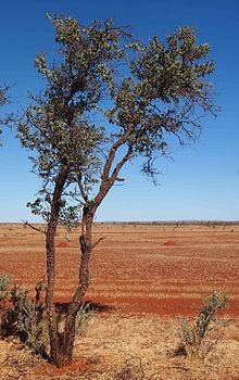 Acacia inaequilatera httpsuploadwikimediaorgwikipediacommonsthu