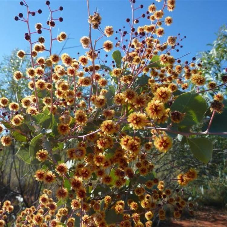 Acacia inaequilatera Buy ACACIA acinacea Seed