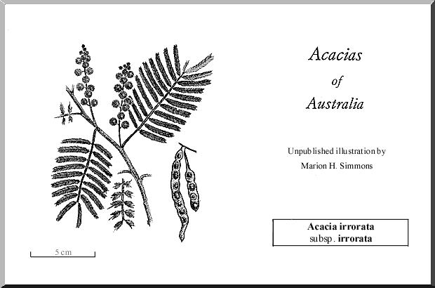 Acacia irrorata Acacia irrorata WATTLE