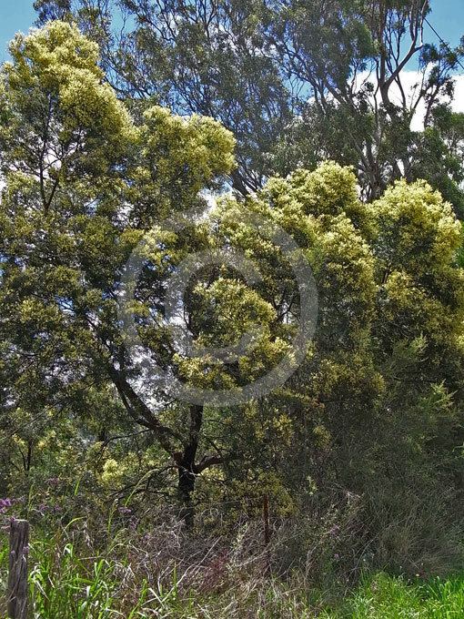 Acacia irrorata Acacia irrorata Blueskin Green Wattle information amp photos