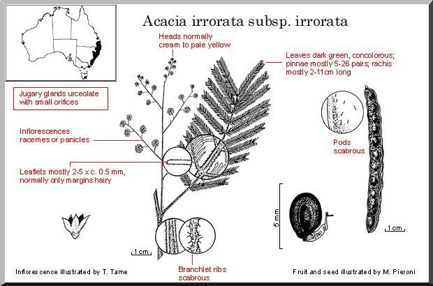 Acacia irrorata Acacia irrorata WATTLE