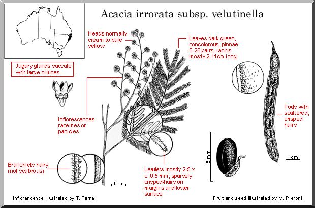 Acacia irrorata Acacia irrorata WATTLE