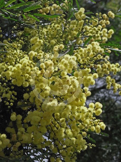 Acacia irrorata Acacia irrorata Blueskin Green Wattle information amp photos
