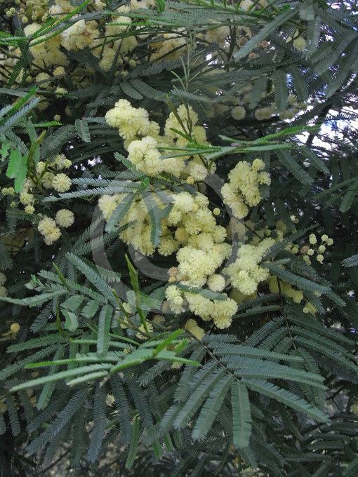 Acacia irrorata Acacia irrorata Blueskin Green Wattle information amp photos