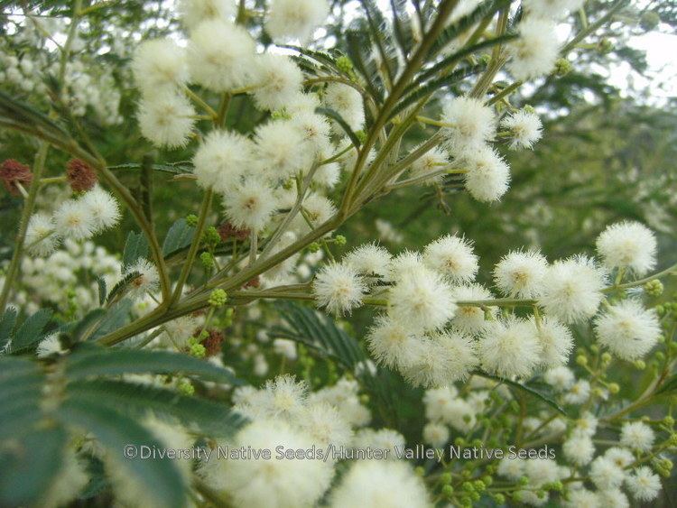 Acacia irrorata Acacia irrorata green wattle Diversity Native Seeds