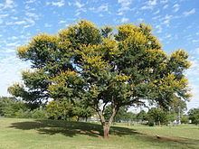 Acacia karroo httpsuploadwikimediaorgwikipediacommonsthu