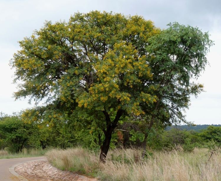 Acacia karroo FileAcacia karroo bloeityd Roodeplaat NRjpg Wikimedia Commons