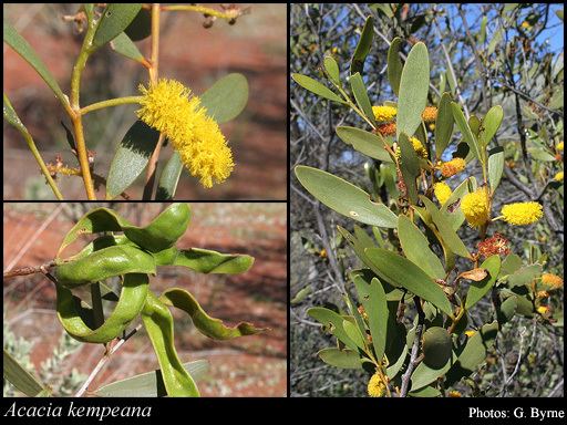 Acacia kempeana Acacia kempeana FMuell FloraBase Flora of Western Australia