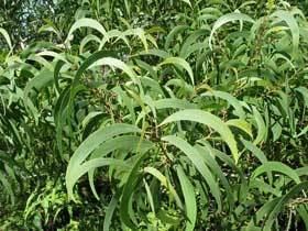 Acacia koa nativeplantshawaiieduimagesplantsAcaciakoac