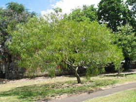 Acacia koaia nativeplantshawaiieduimagesplantsAcaciakoaia