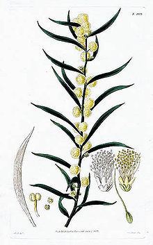 Acacia lanigera httpsuploadwikimediaorgwikipediacommonsthu