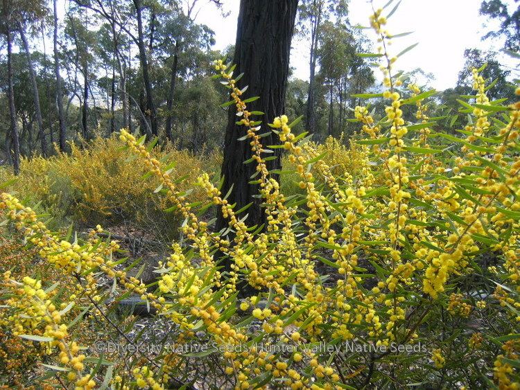 Acacia lanigera Acacia lanigera hairy wattle Diversity Native Seeds