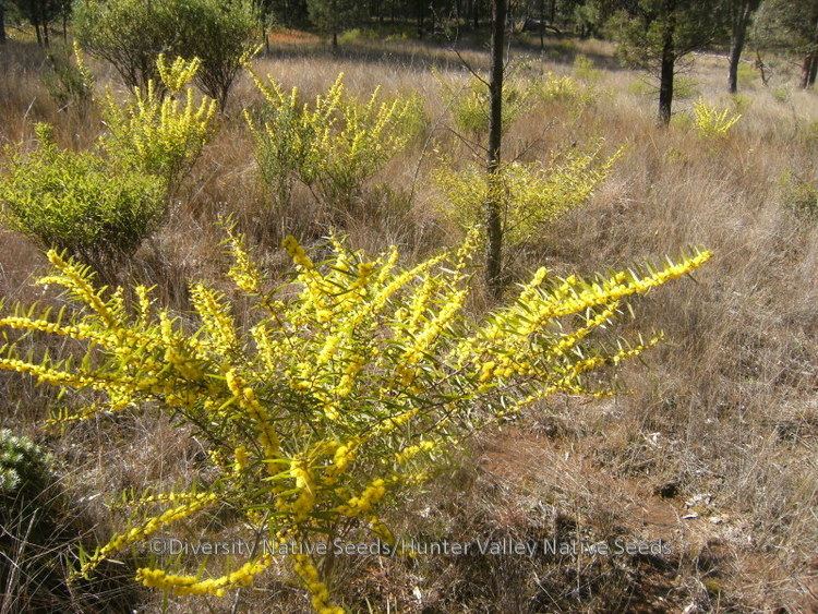 Acacia lanigera Acacia lanigera hairy wattle Diversity Native Seeds