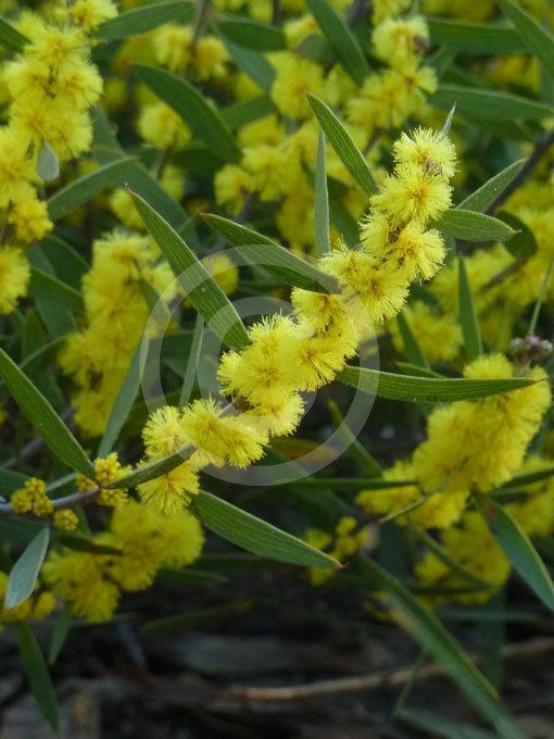 Acacia lanigera Acacia lanigera Woolly Wattle Hairy Wattle information amp photos