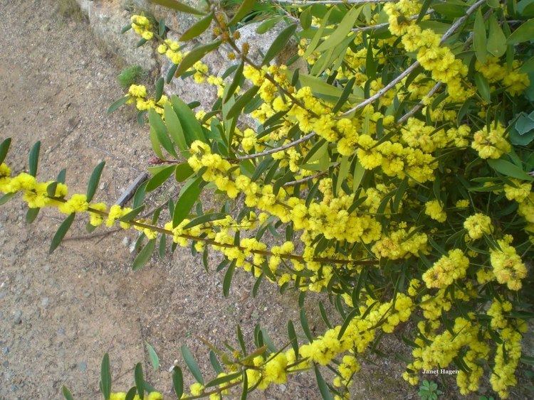 Acacia lanigera Woolly Wattle Strathbogie Ranges Nature View