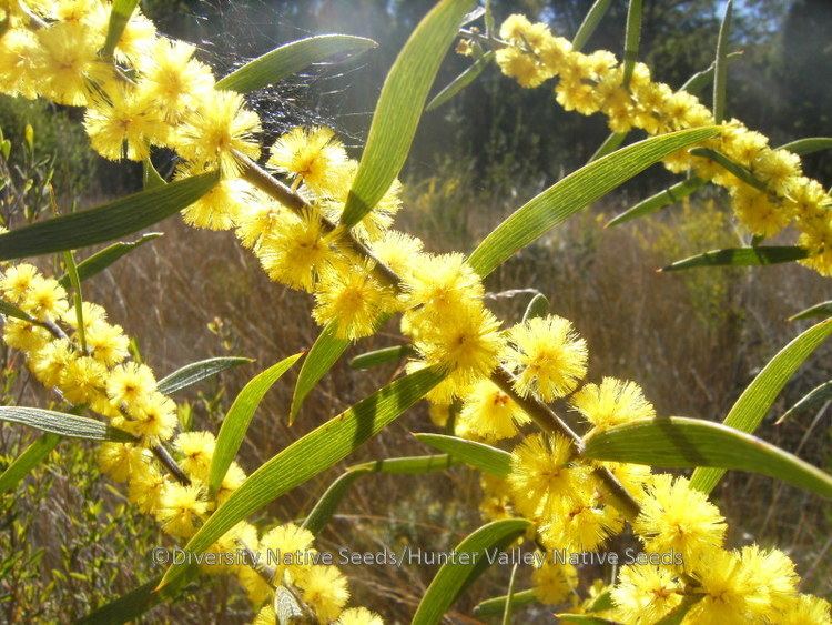 Acacia lanigera Acacia lanigera hairy wattle Diversity Native Seeds