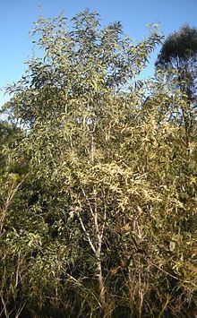 Acacia leiocalyx httpsuploadwikimediaorgwikipediacommonsthu