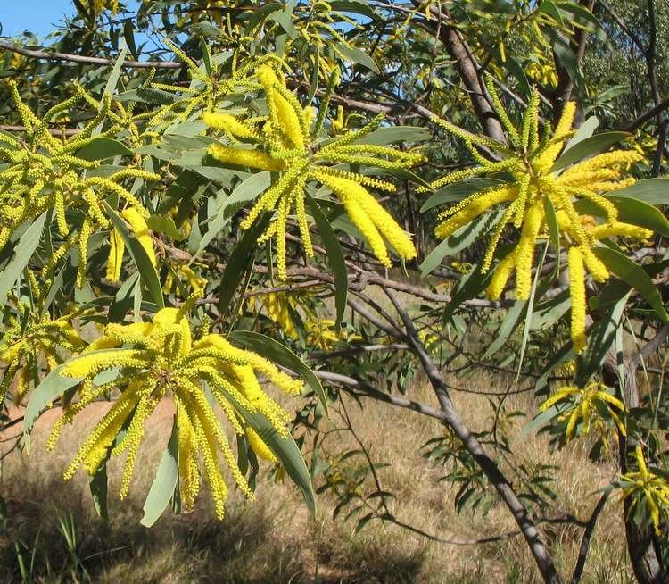 Acacia leiocalyx Acacia cretata