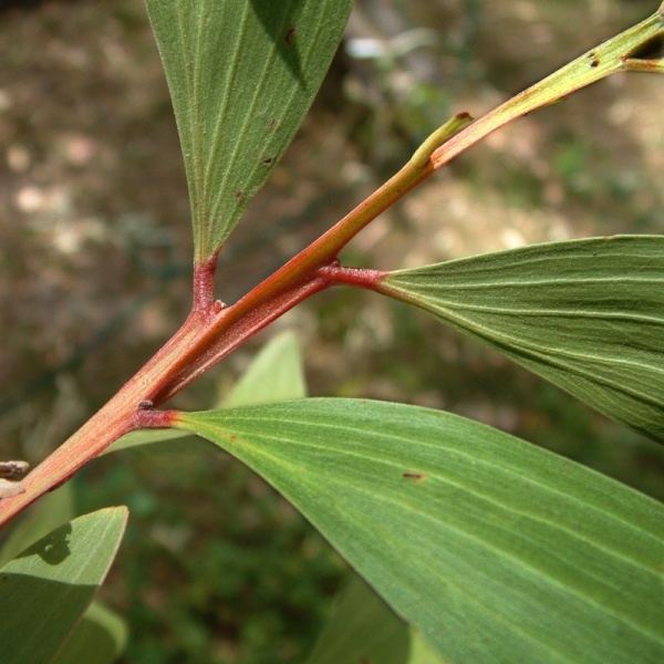 Acacia leiocalyx Acacia leiocalyx Noosa39s Native Plants