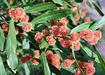 Acacia leprosa Acacia leprosa and 39Scarlet Blaze39