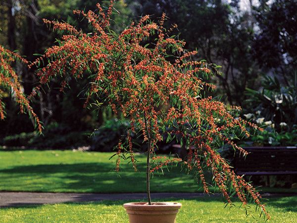 Acacia leprosa 'Scarlet Blaze' Cinnamon Wattle Acacia leprosa 39Scarlet Blaze39