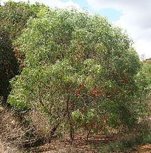 Acacia leptocarpa httpsuploadwikimediaorgwikipediacommonsthu