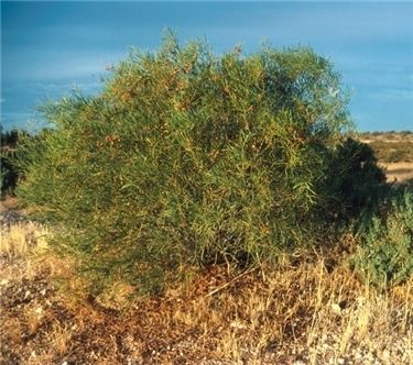 Acacia ligulata Factsheet Acacia ligulata