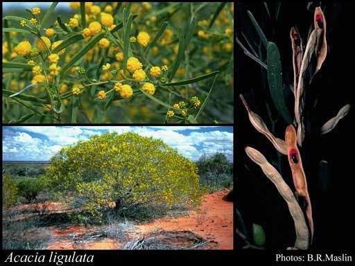 Acacia ligulata httpsflorabasedpawwagovausciencetimage34