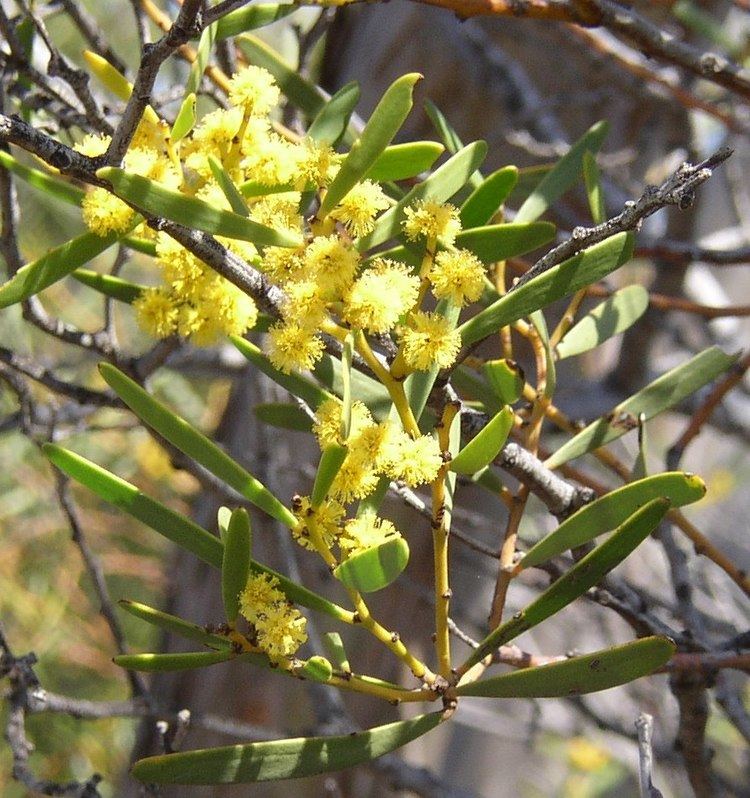 Acacia ligulata Acacia Ligulata