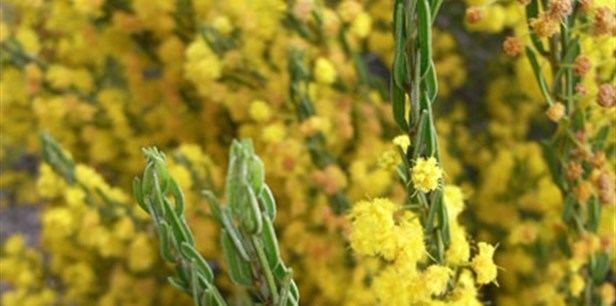 Acacia lineata Streaked Wattle Plant Guide Lifestyle HOME