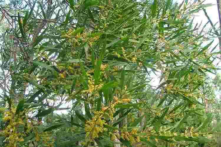 Acacia longifolia Acacia longifolia subsp longifolia