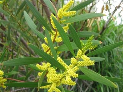 Acacia longifolia wwwaustralianplantscomimagesphotosAcacialong