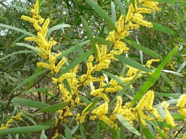 Acacia longifolia Acacia longifolia var longifolia Sydney Golden Wattle